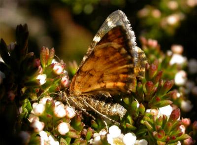 Chrysolarentia polycarpa