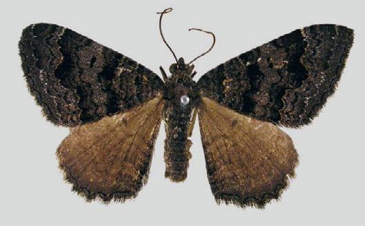 Xanthorhoe propinqua