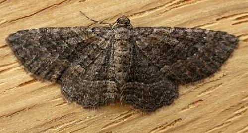 Chrysolarentia squamulata