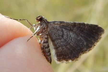Chrysolarentia squamulata