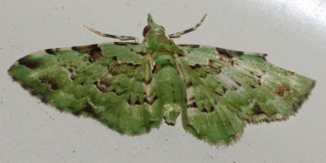 Aepylopha thalassia