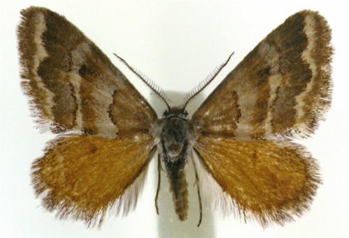 Anomocentris trissodesma