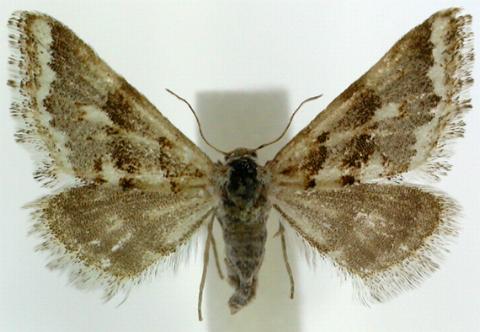 Anomocentris trissodesma