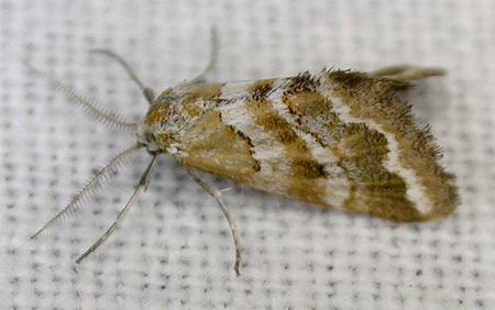 Anomocentris trissodesma