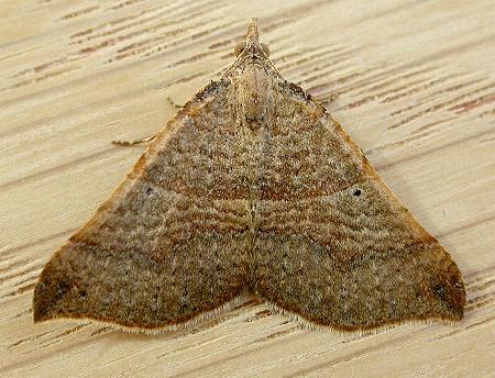 Anachloris uncinata