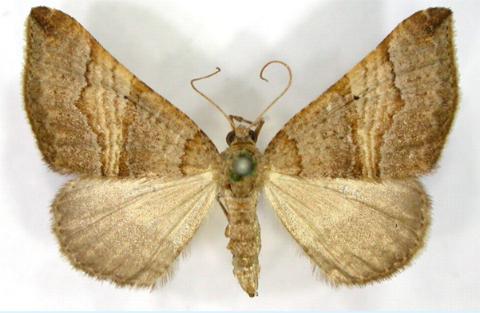 Anachloris uncinata