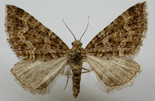 Xanthorhoe xanthospila