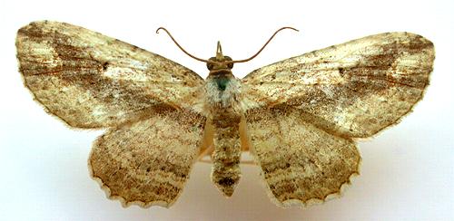 Ziridava xylinaria