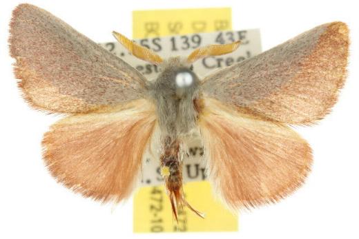 Neurochyta agrapta