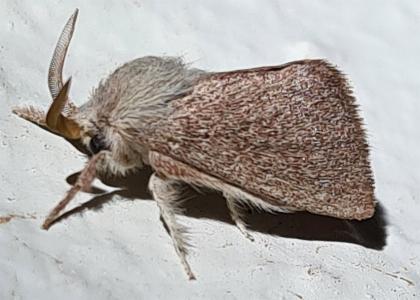 Neurochyta agrapta