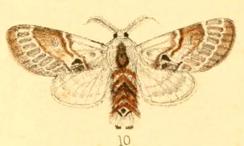 Genduara albicans