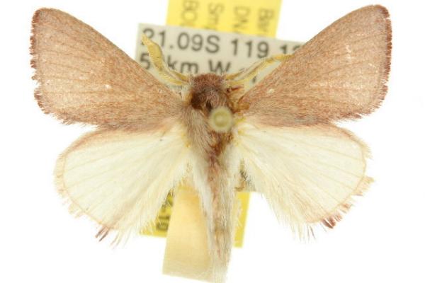Anastrolos apasta