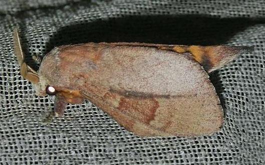 Cyclophragma centralistrigata
