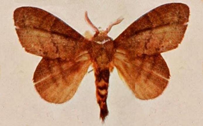 Cyclophragma centralistrigata