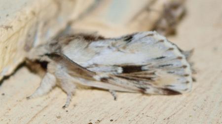 Porela ceraunias