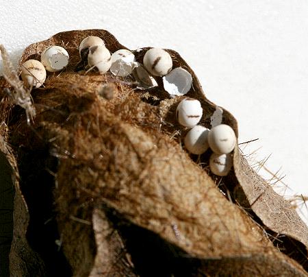 Cyclophragma cyclomela