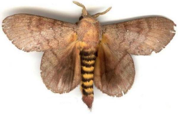 Cyclophragma cyclomela