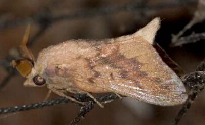 Entometa decorata