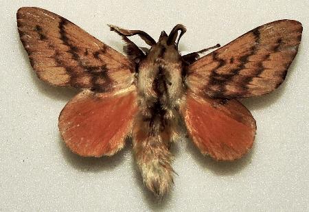 Entometa decorata