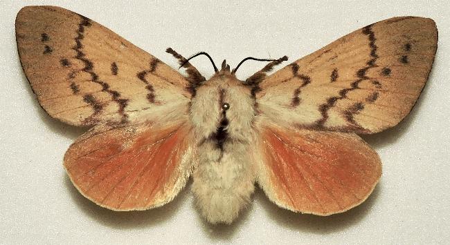 Entometa decorata