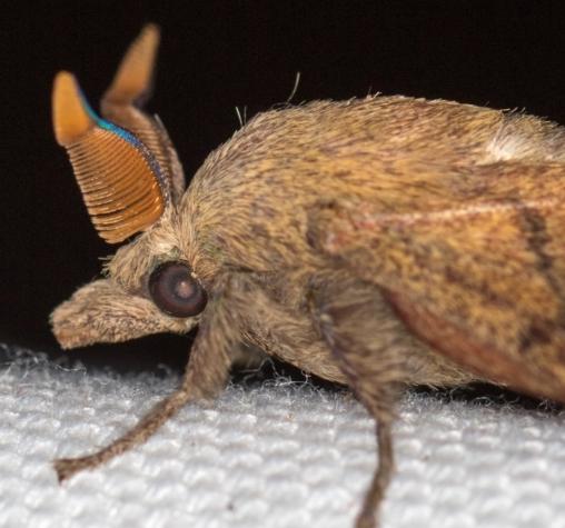 Entometa decorata