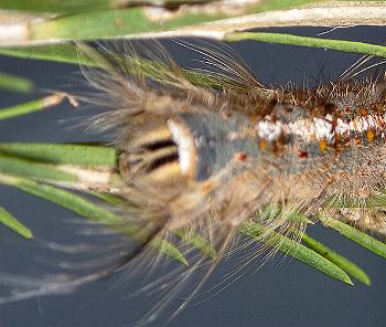 Porela delineata