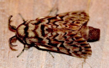 Pararguda diamphidia