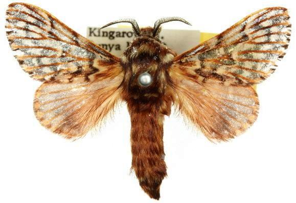 Pararguda diamphidia