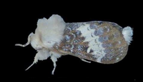 Genduara dianipha