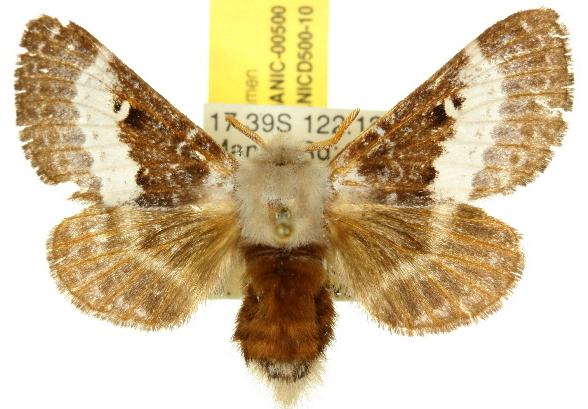 Genduara dianipha