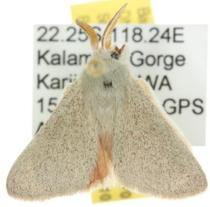 Neurochyta edna