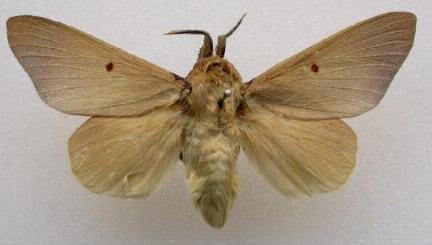 Entometa erubescens