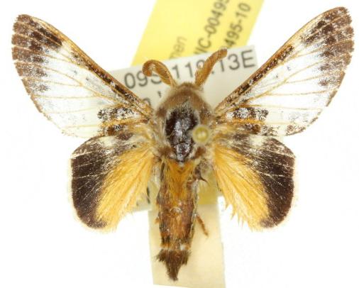 Genduara macroptila