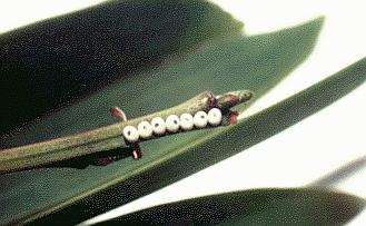 Pararguda nasuta