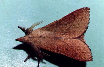 Pararguda nasuta