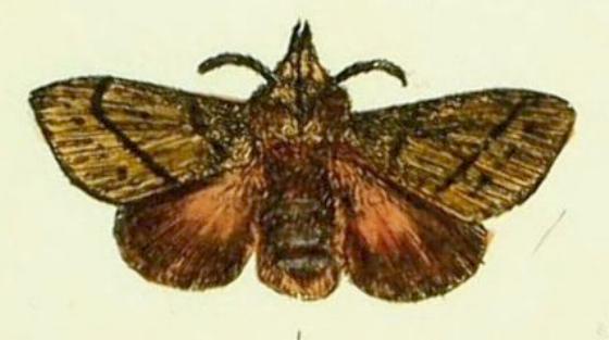 Pararguda nasuta