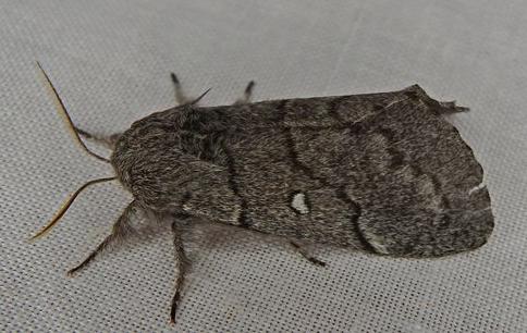 Porela notabilis