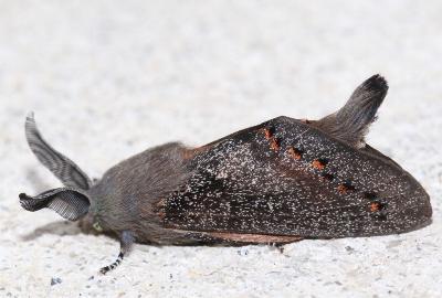 Pinara obliqua