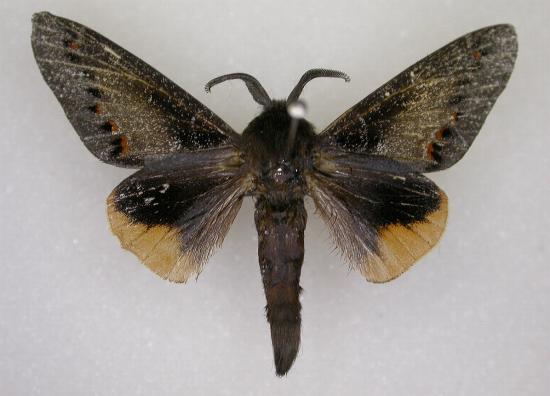 Pinara obliqua
