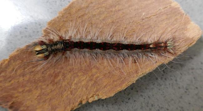 Pinara obliqua