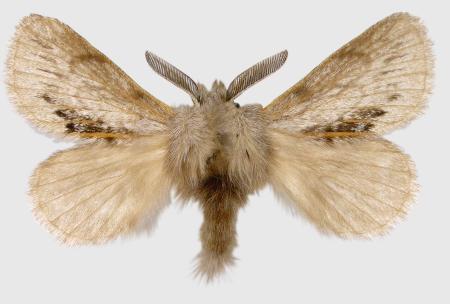 Porela obtusa