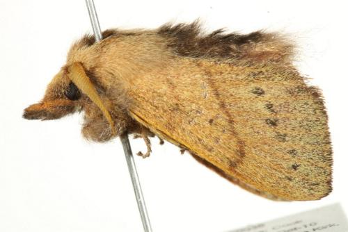 Pararguda tephropsis