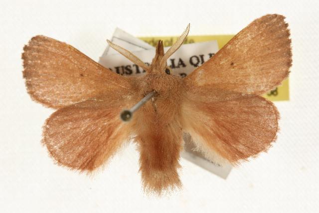 Pararguda tephropsis