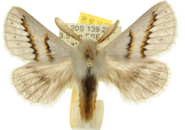 Eremaea zonospila