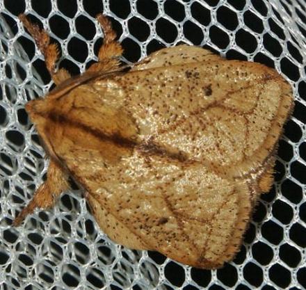 Hydroclada antigona