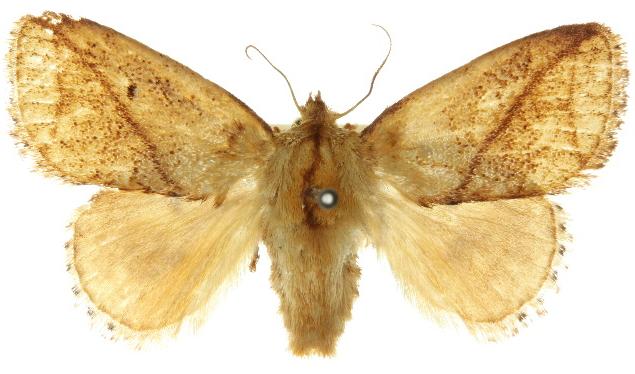 Hydroclada antigona
