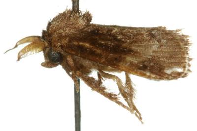 Pygmaeomorpha aquila
