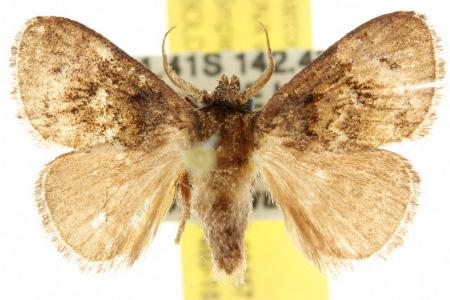 Pygmaeomorpha aquila