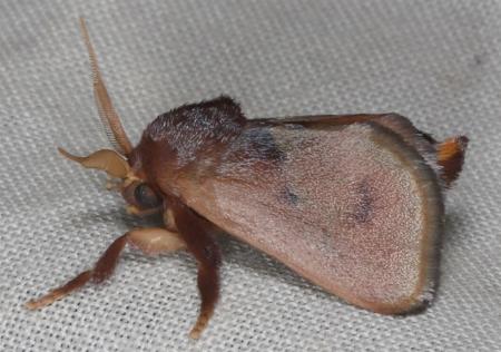 Eloasa brevipennis
