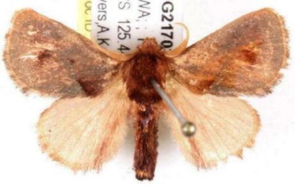 Eloasa brevipennis
